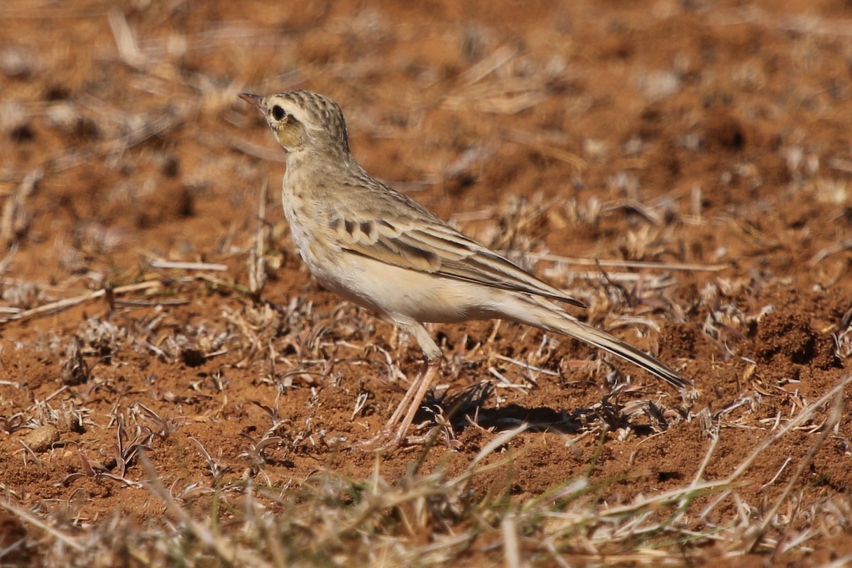 Tawny Pipit - ML37292091