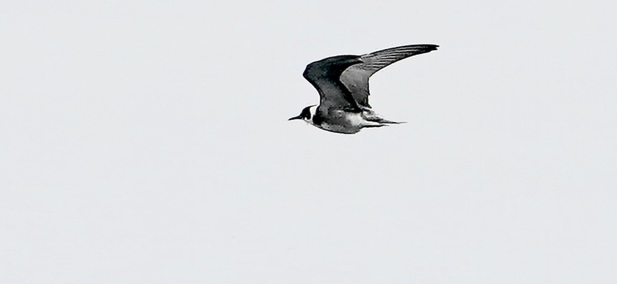 Black Tern - ML372922661