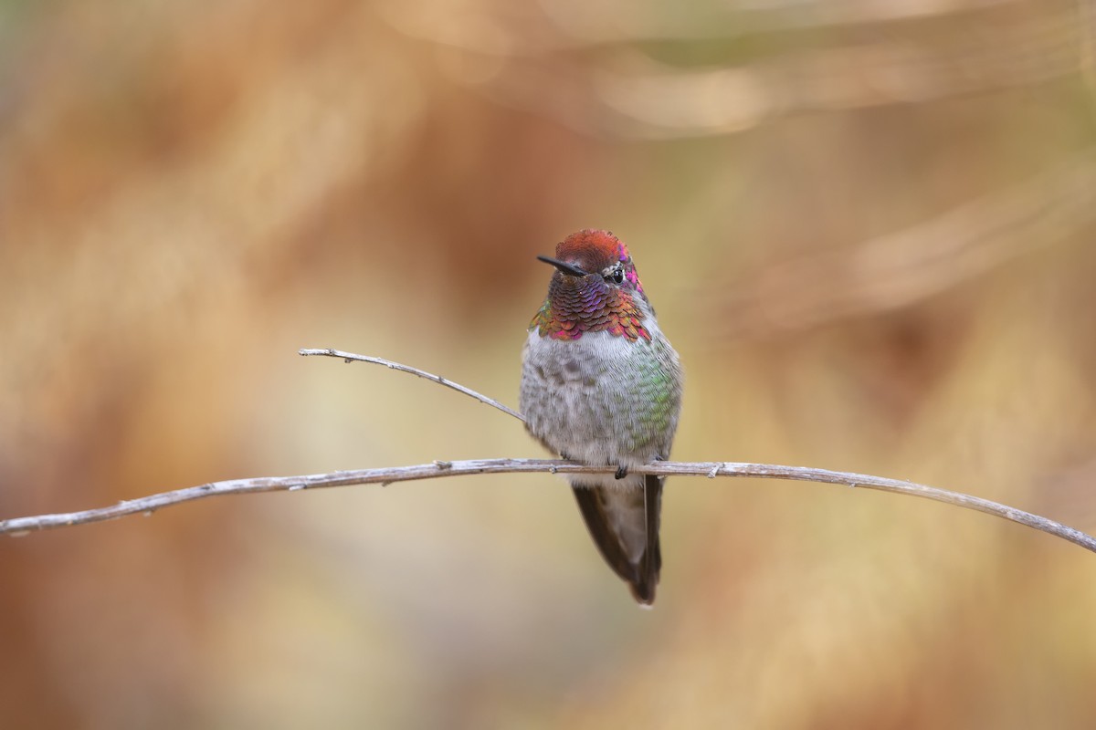 rødmaskekolibri - ML372923131