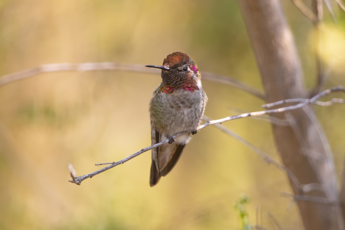 Anna's Hummingbird - ML372923151