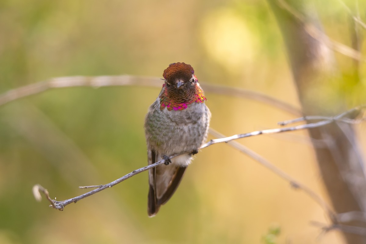 Anna's Hummingbird - ML372923161