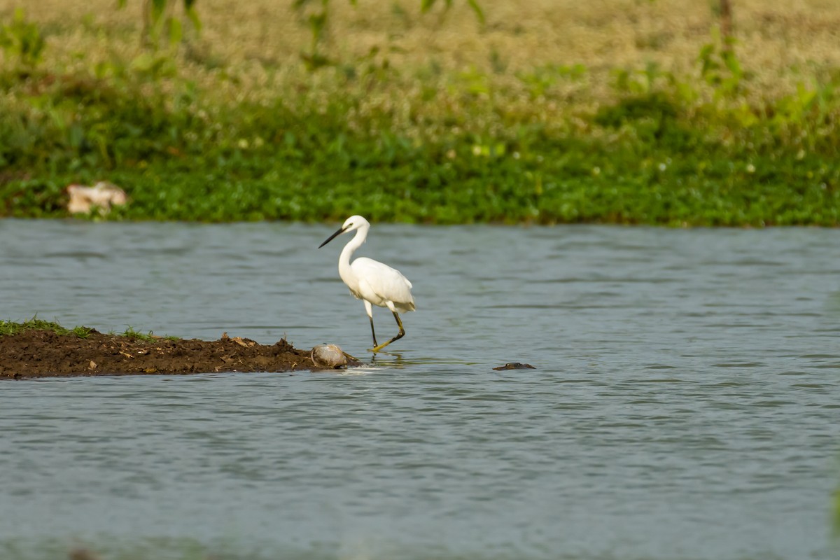 Little Egret - ML372923921