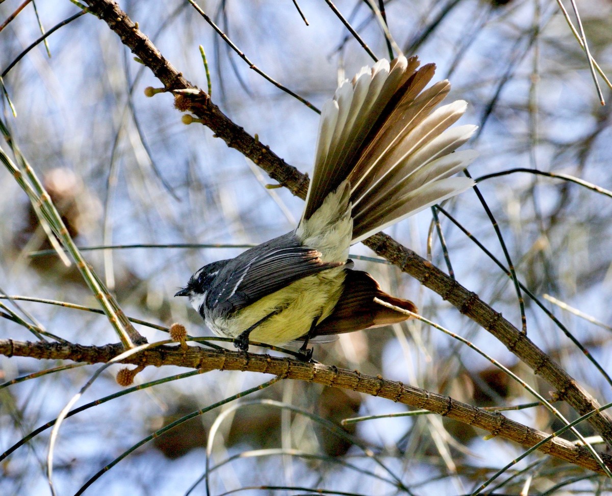 Gray Fantail (alisteri) - ML372924331