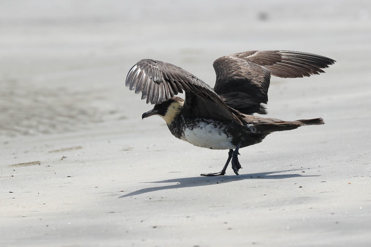 Pomarine Jaeger - Charles Lyon