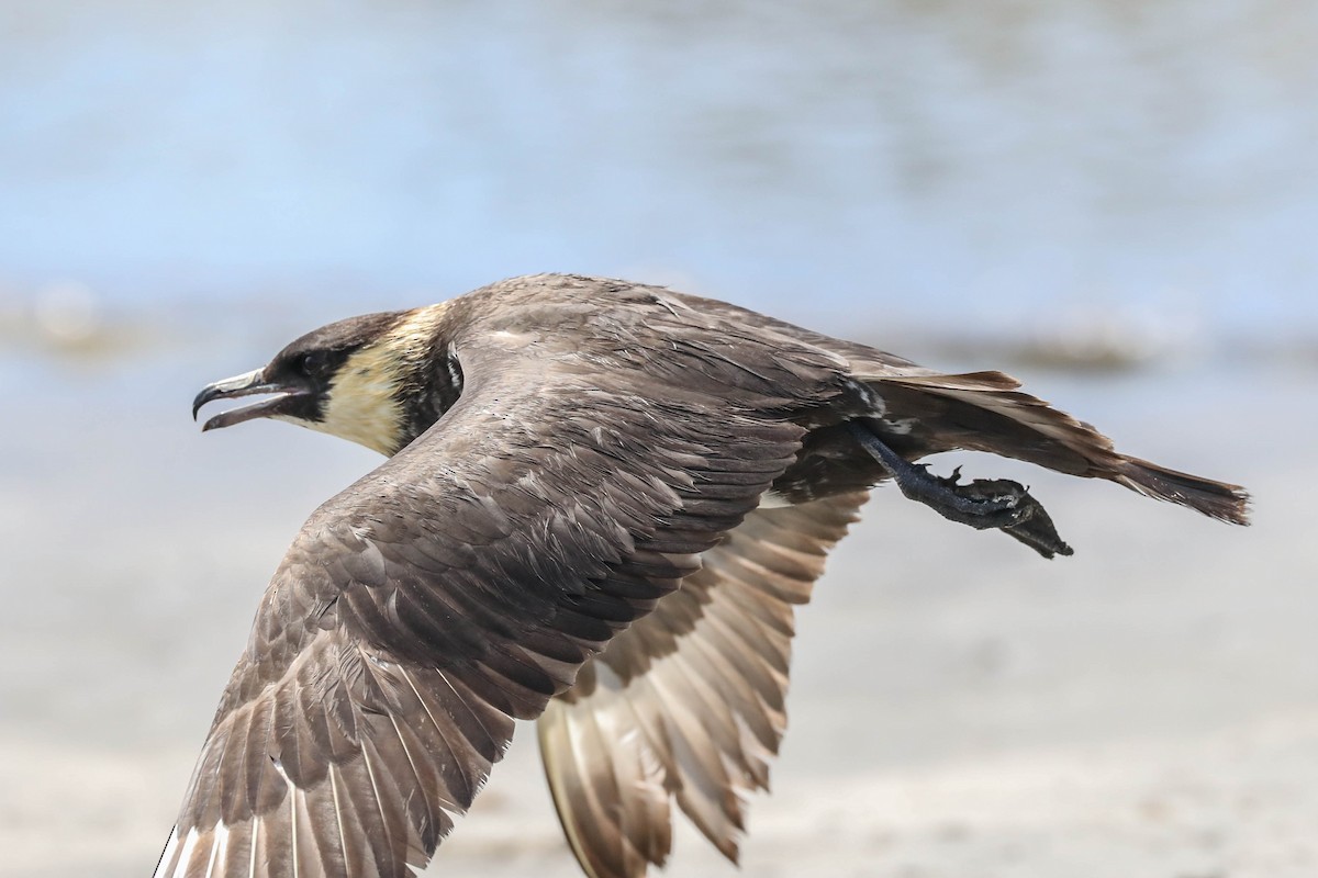 Pomarine Jaeger - Charles Lyon