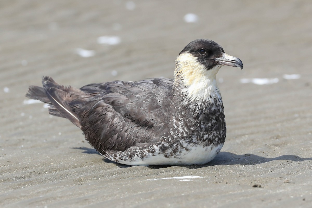 Pomarine Jaeger - Charles Lyon