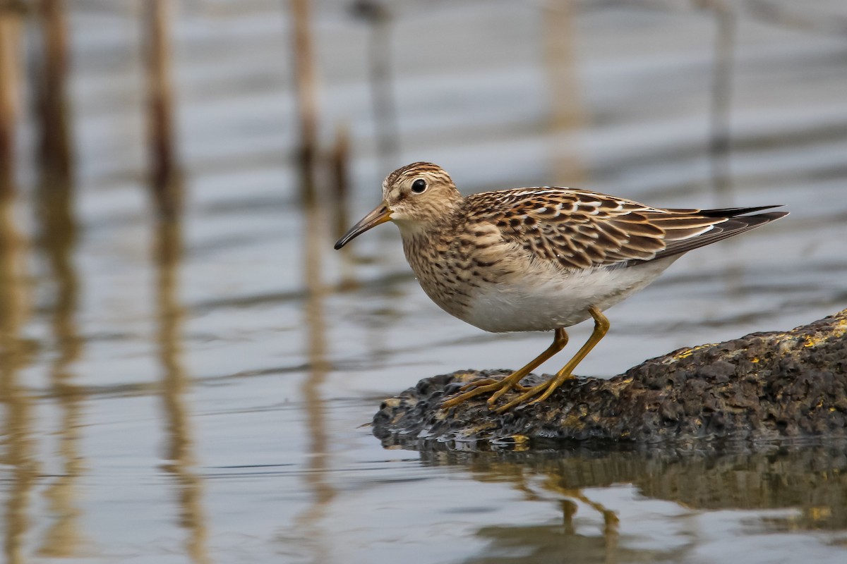 Graubrust-Strandläufer - ML372926761