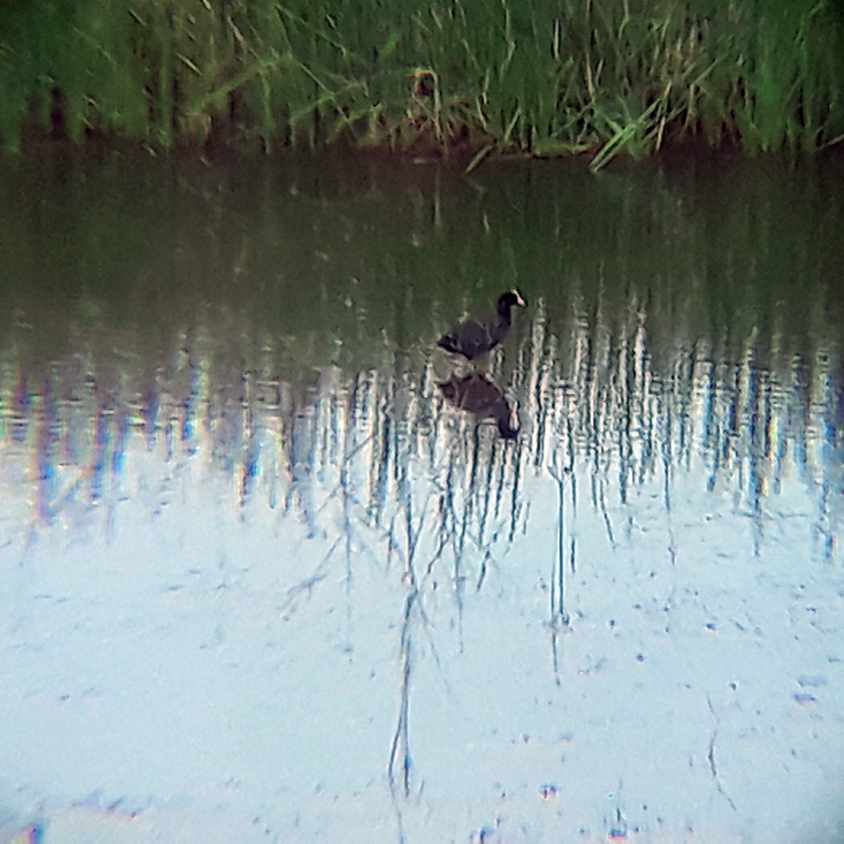 Eurasian Coot - ML372926891