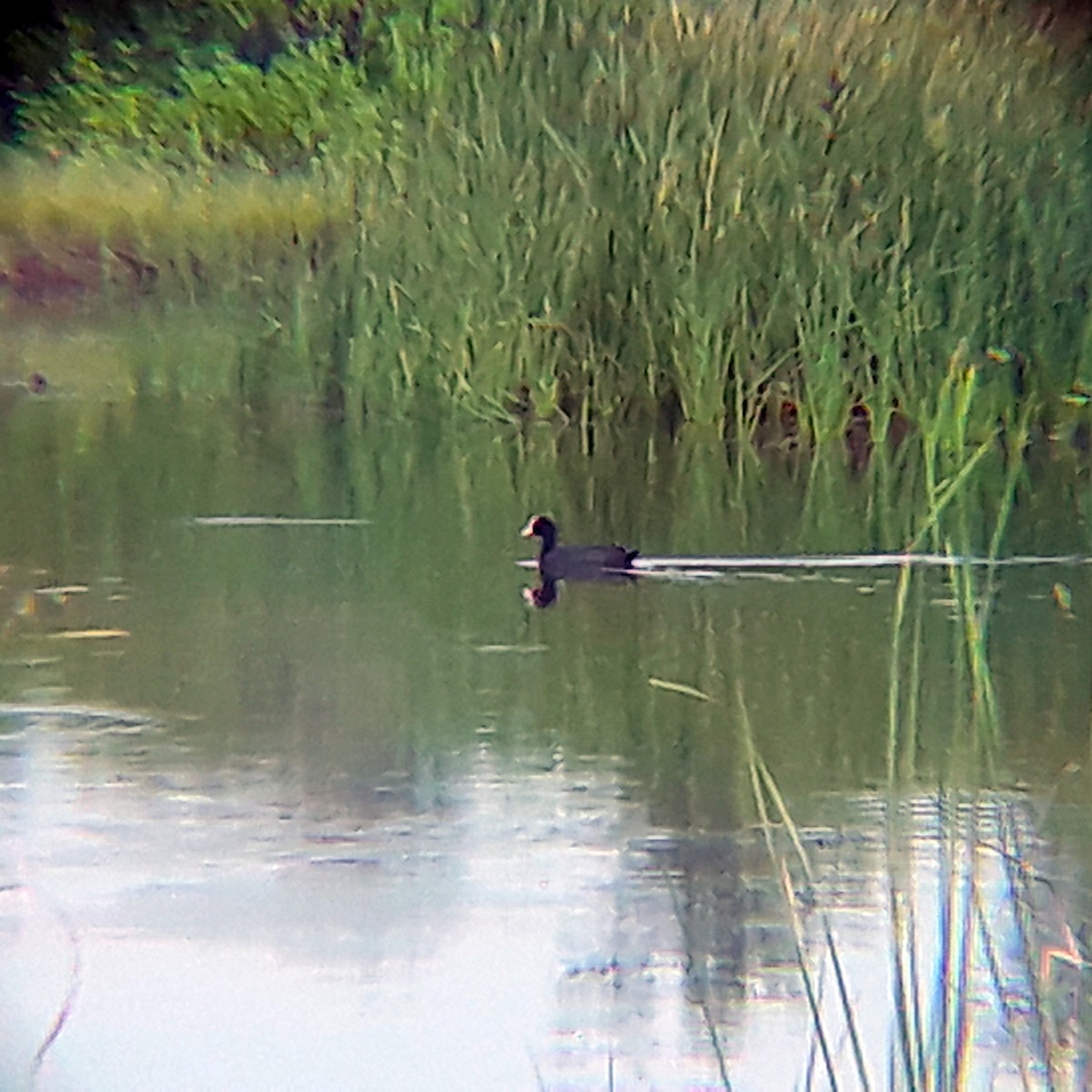 Eurasian Coot - Kranti Rahate