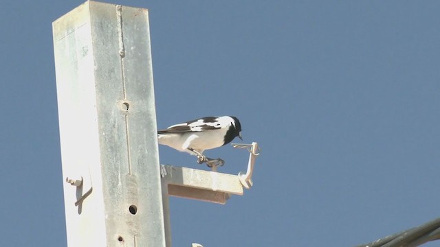 Pied Butcherbird - ML372928071