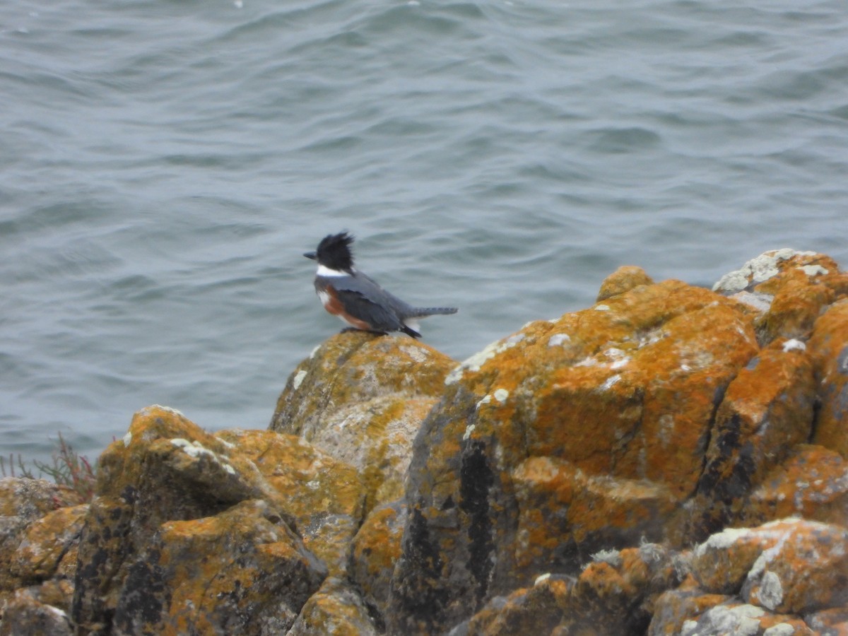 Martin-pêcheur d'Amérique - ML372928831