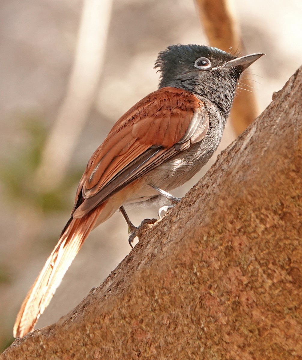 African Paradise-Flycatcher - ML372928981