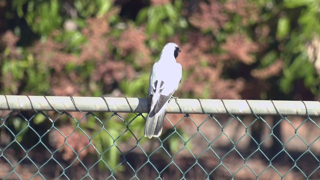 Black-faced Cuckooshrike - ML372929981