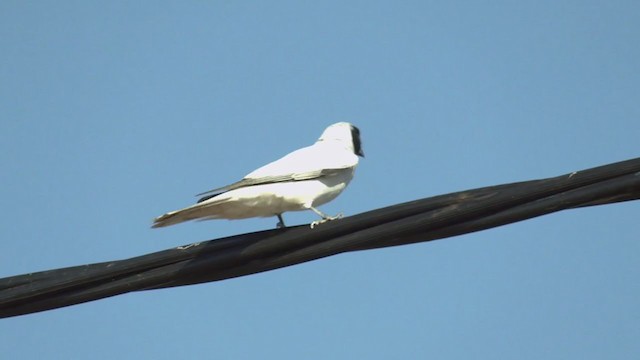 Black-faced Cuckooshrike - ML372930021