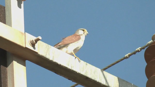 Nankeen Kestrel - ML372931771