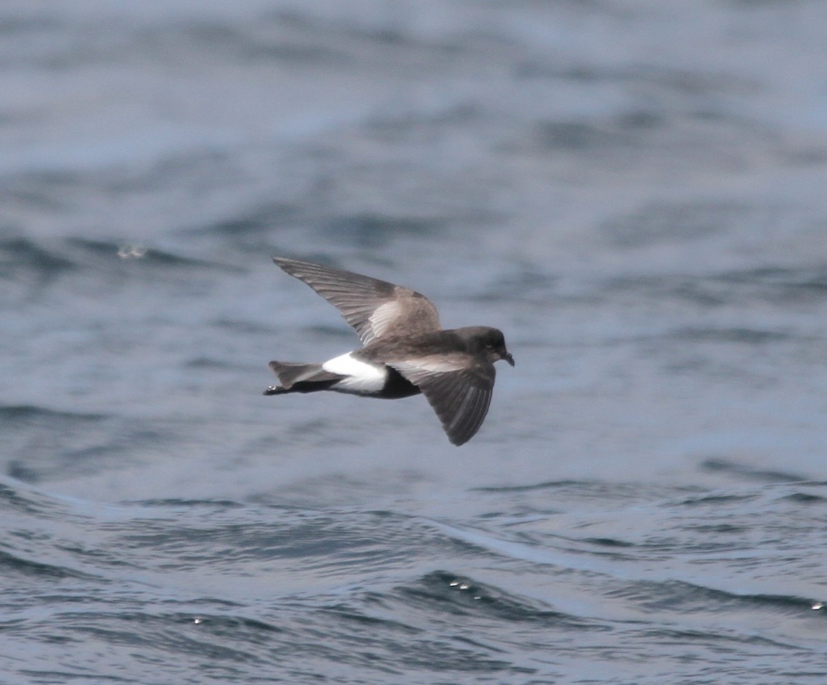 Wilson's Storm-Petrel - Mona Loofs-Samorzewski