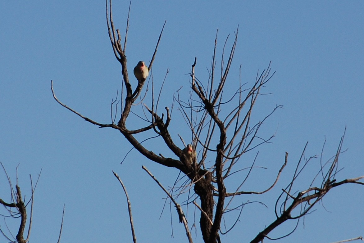 Perico Princesa - ML372932331