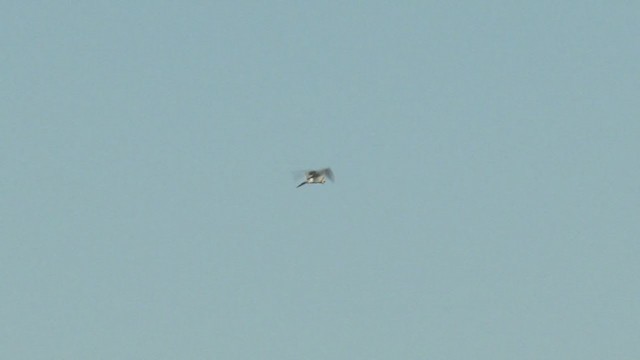 Black-shouldered Kite - ML372932691