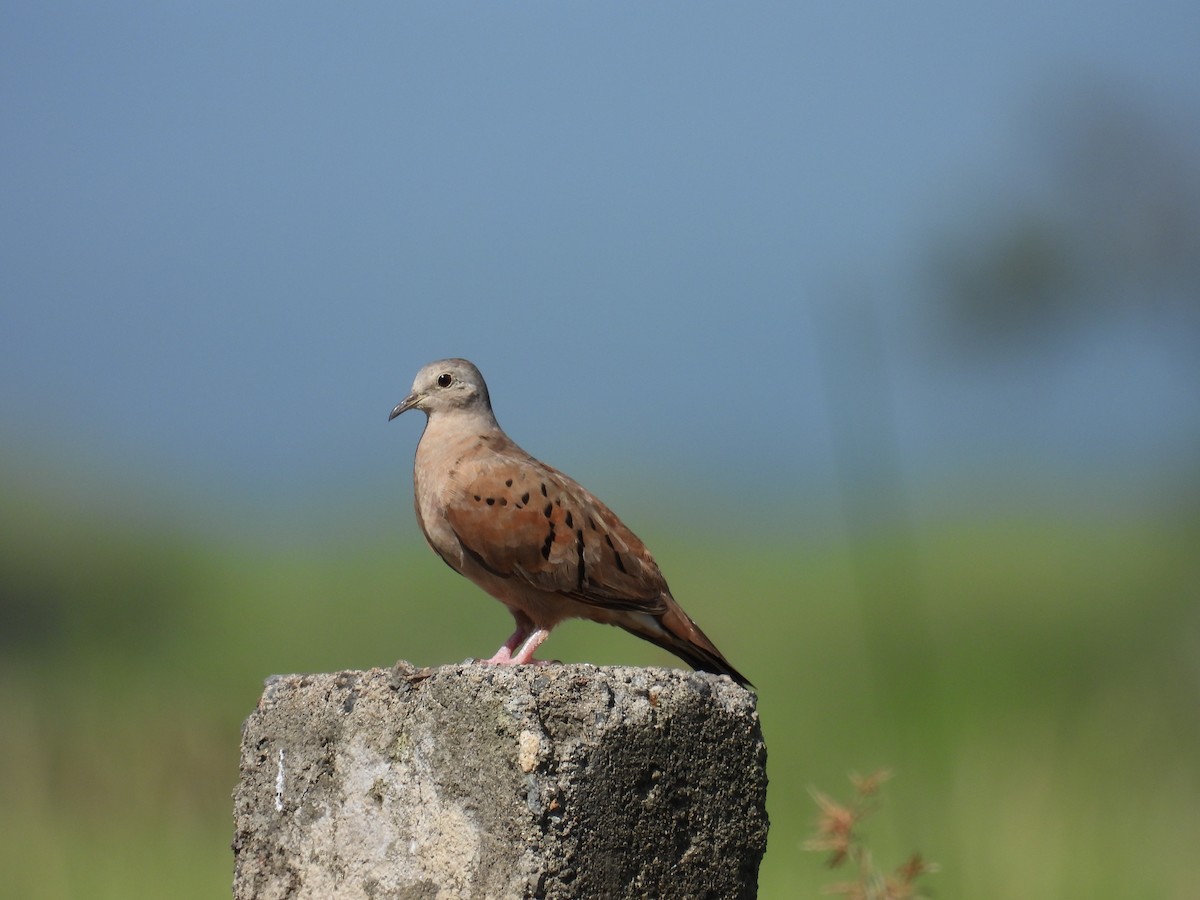 Ruddy Ground Dove - ML372936501