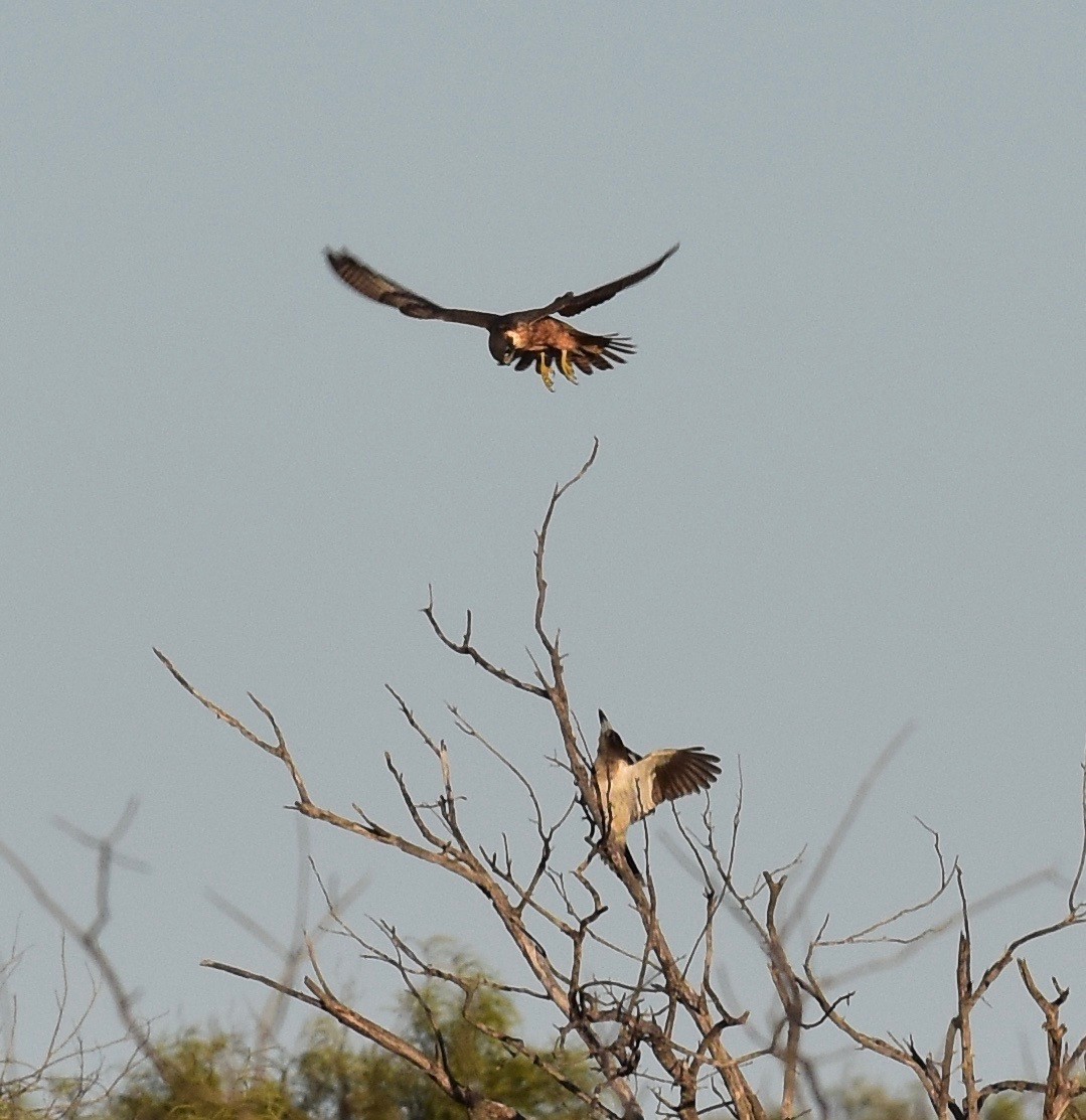 Australian Hobby - ML372937471