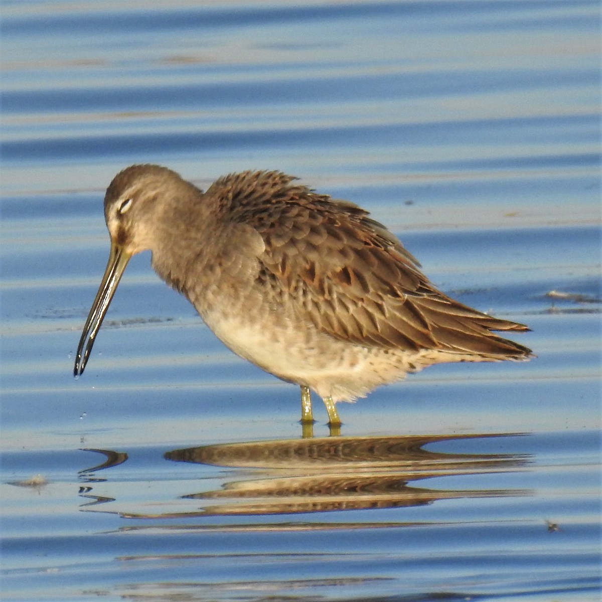 Long-billed Dowitcher - Chipper Phillips