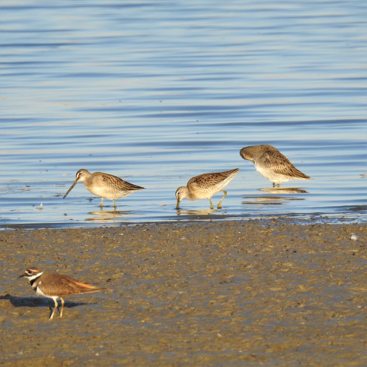 Long-billed Dowitcher - Chipper Phillips