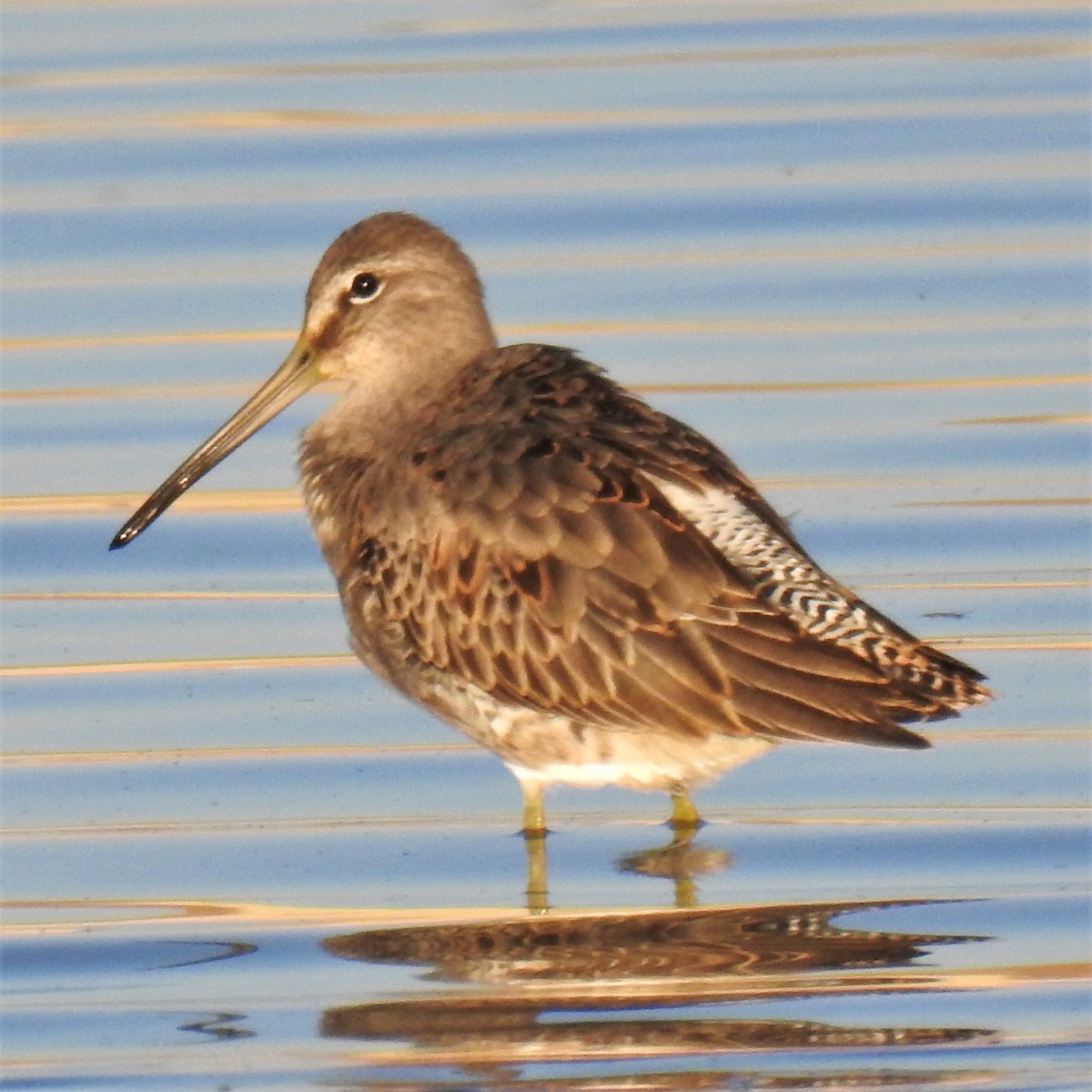 Long-billed Dowitcher - Chipper Phillips