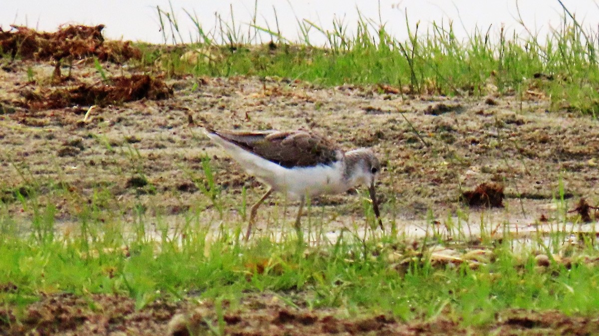 Common Greenshank - ML372941021