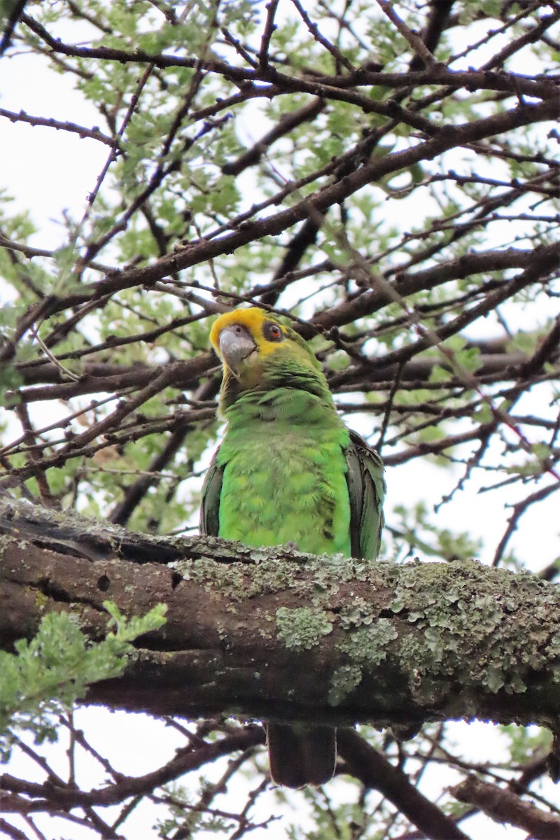 Yellow-fronted Parrot - ML372941741