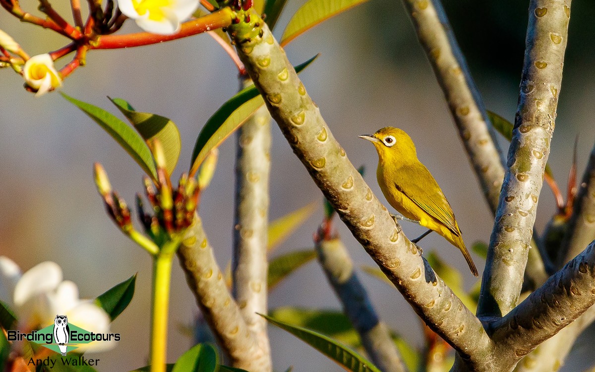 Ashy-bellied White-eye - Andy Walker - Birding Ecotours