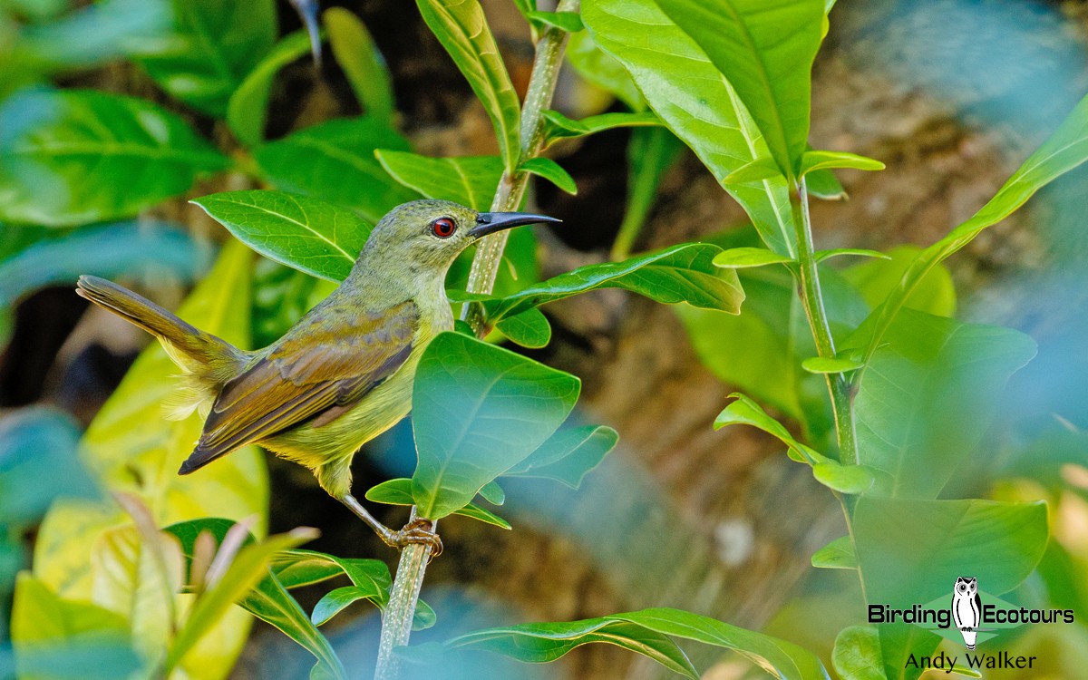 Brown-throated Sunbird - Andy Walker - Birding Ecotours