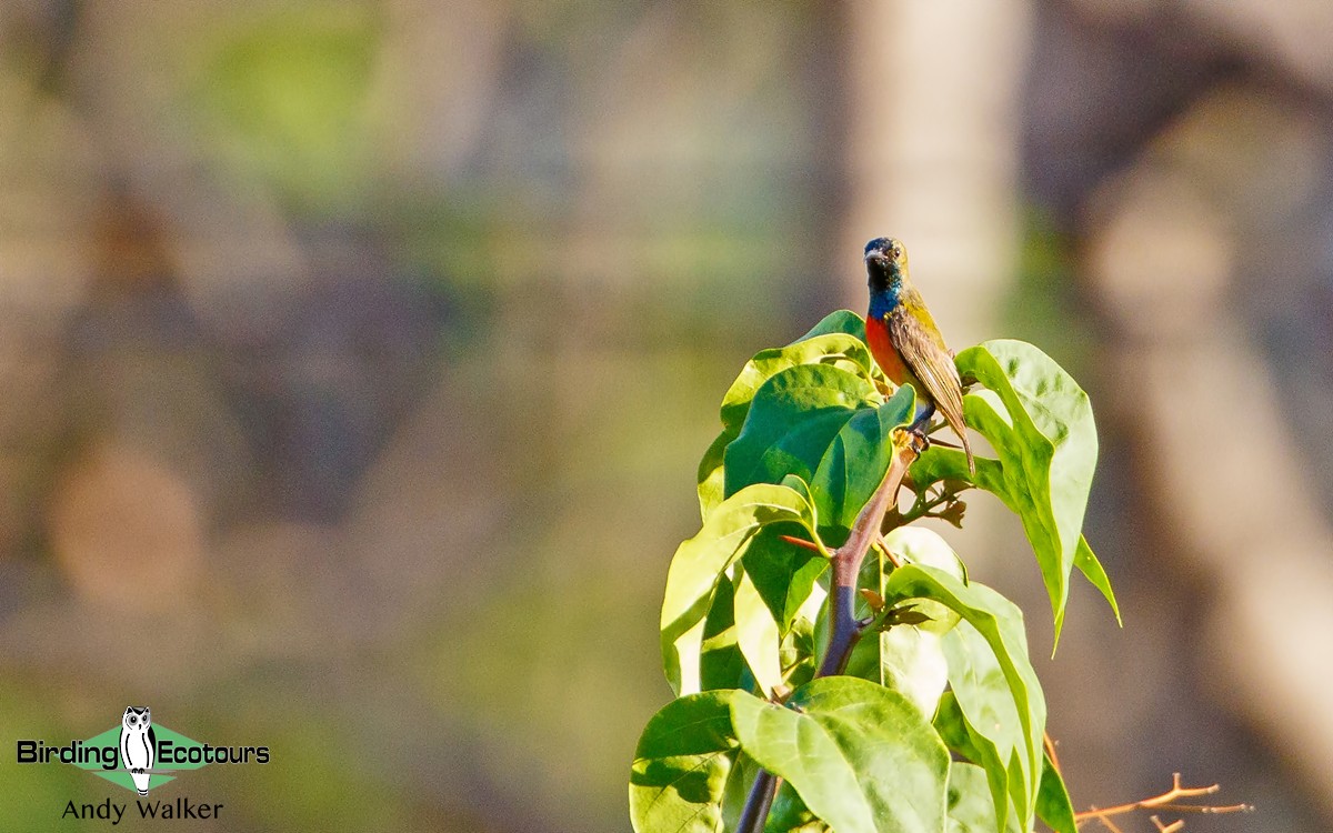 Flame-breasted Sunbird - Andy Walker - Birding Ecotours
