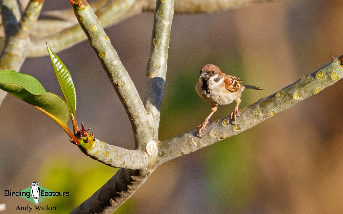 Eurasian Tree Sparrow - Andy Walker - Birding Ecotours