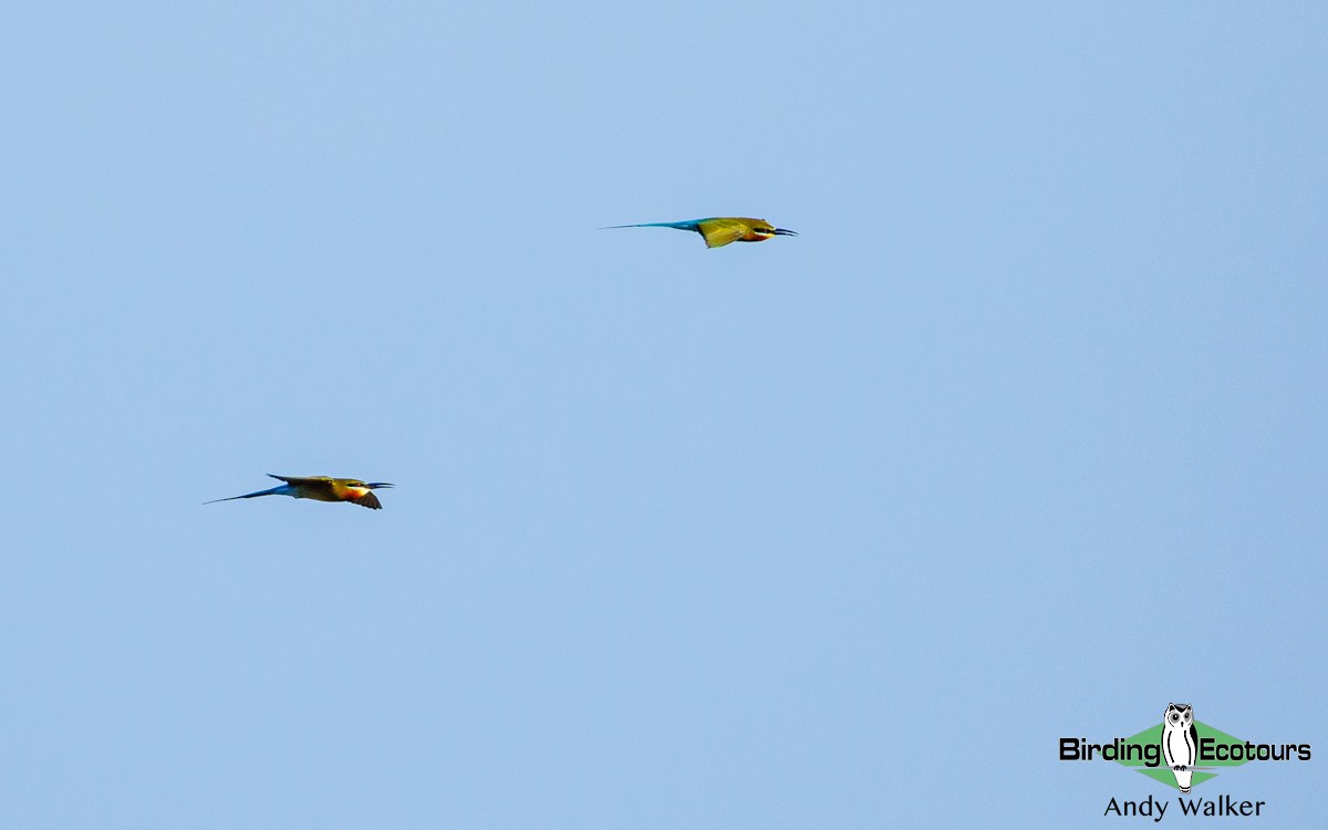 Blue-tailed Bee-eater - Andy Walker - Birding Ecotours