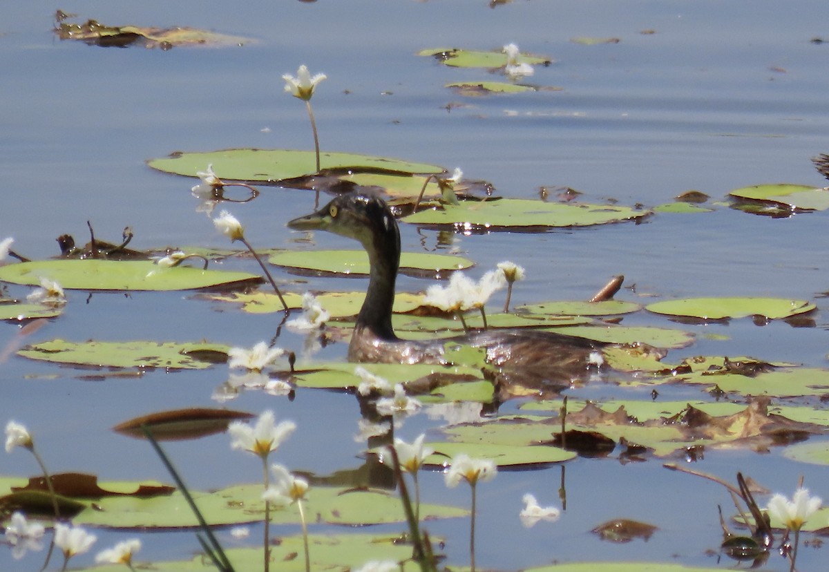 Australasian Grebe - ML372942351