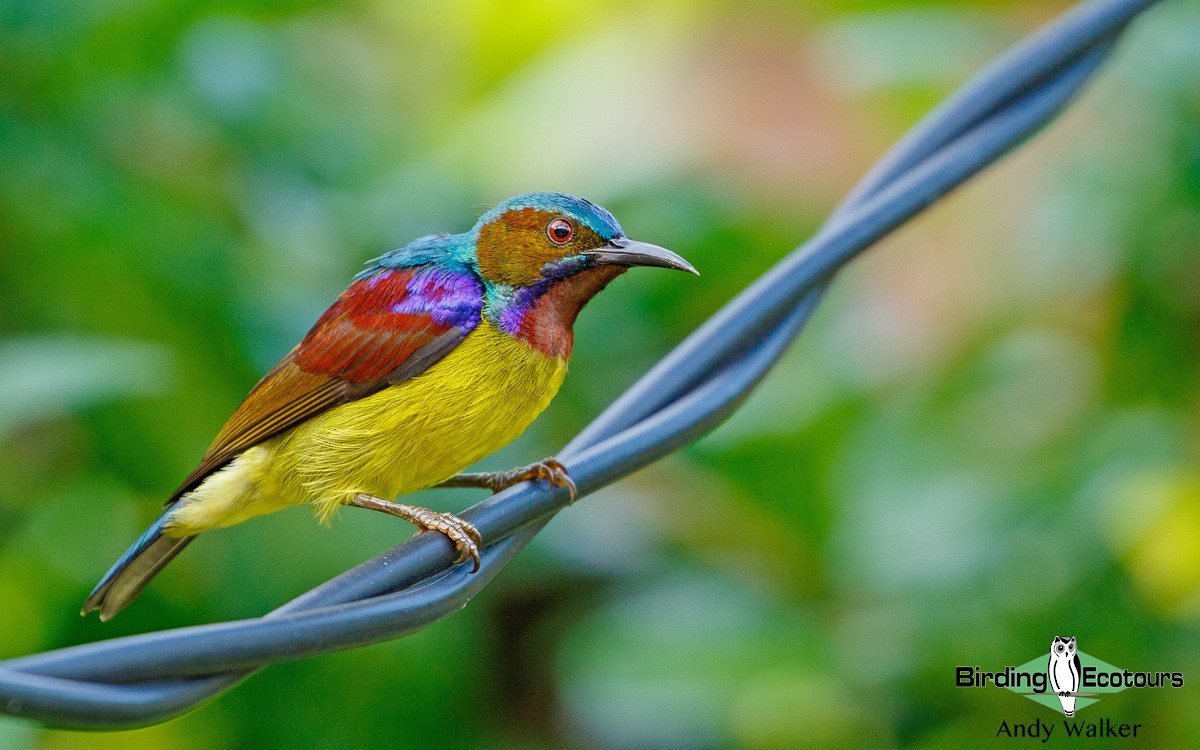 Brown-throated Sunbird - Andy Walker - Birding Ecotours