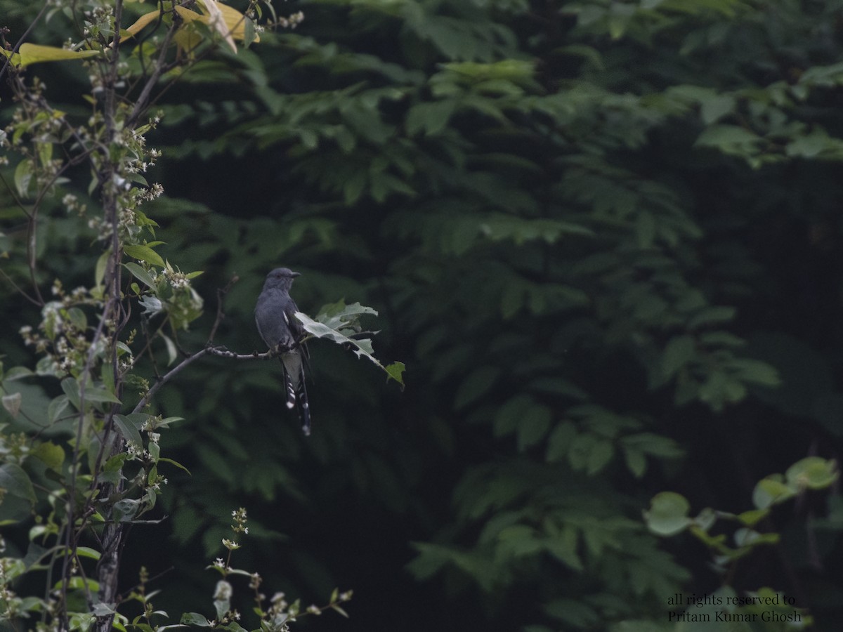 Gray-bellied Cuckoo - ML372943391