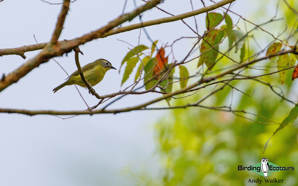 White-browed White-eye - ML372943441