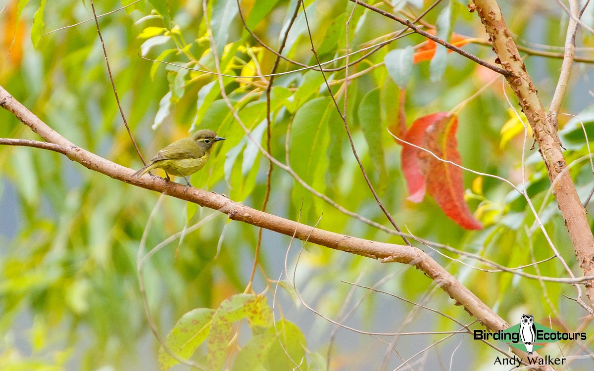 White-browed White-eye - Andy Walker - Birding Ecotours