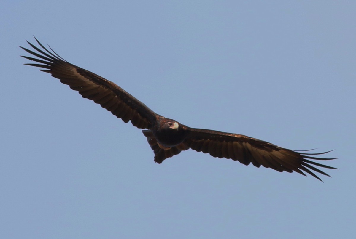 Wedge-tailed Eagle - ML37294491