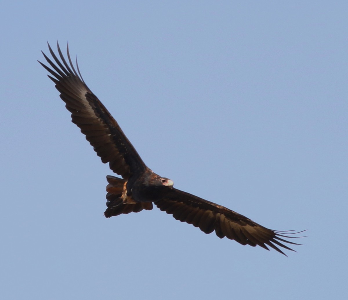 Wedge-tailed Eagle - ML37294511