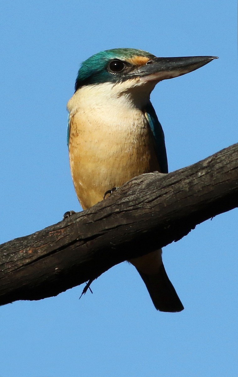 Sacred Kingfisher - ML37294681