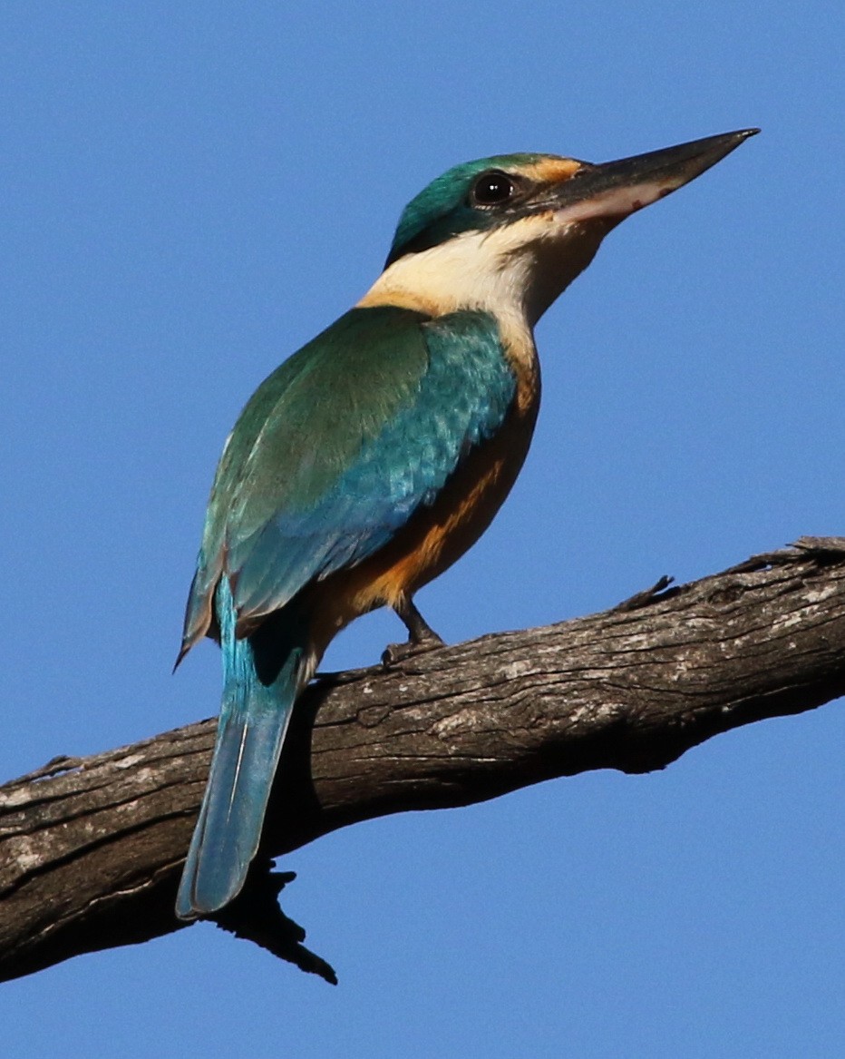 Sacred Kingfisher - ML37294691