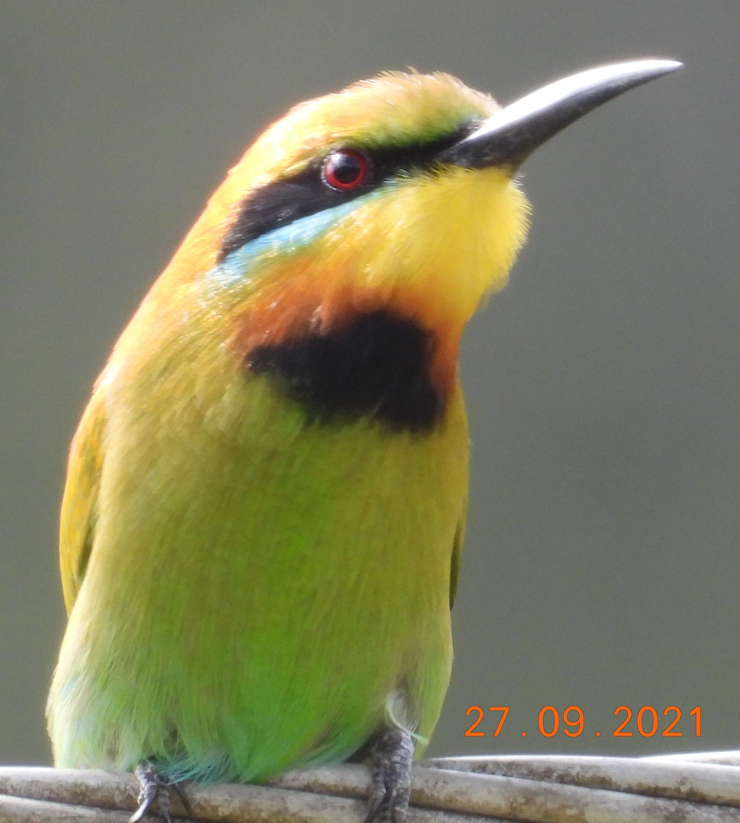 Rainbow Bee-eater - ML372948641