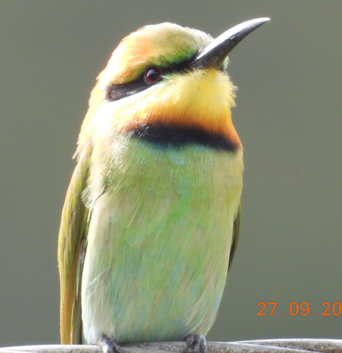 Rainbow Bee-eater - ML372948651