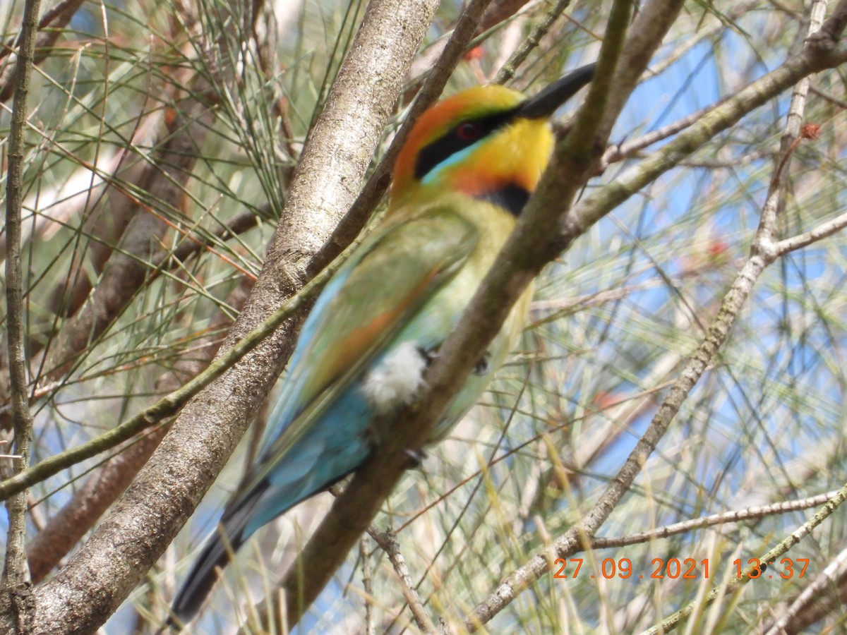 Rainbow Bee-eater - ML372948691