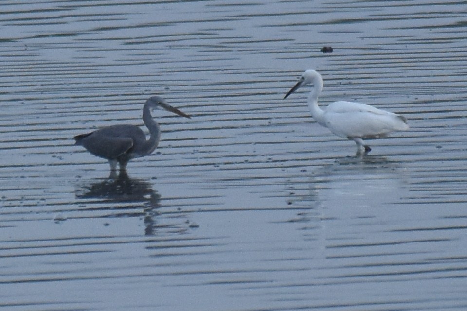 Western Reef-Heron - ML37295041