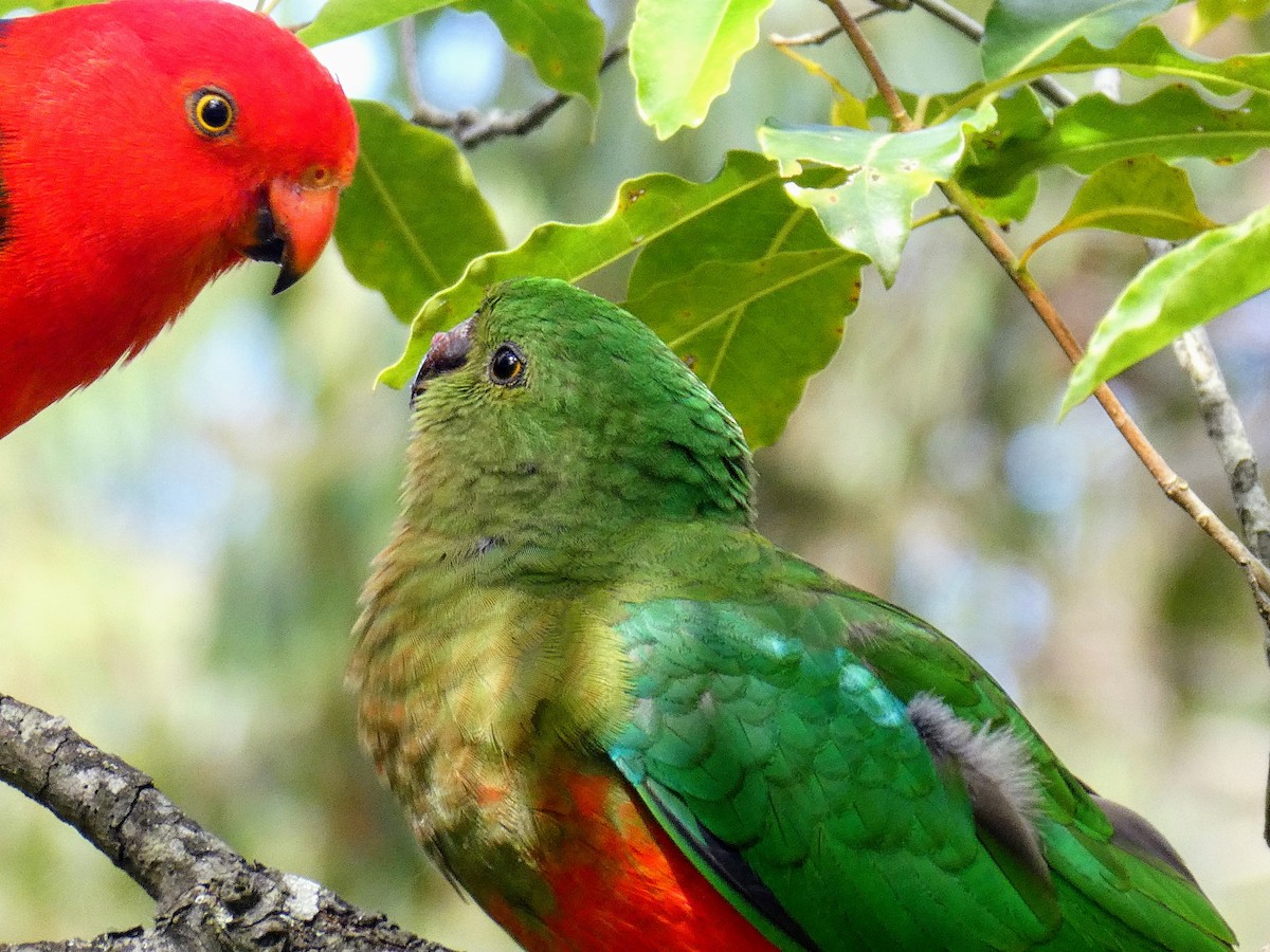 Australian King-Parrot - Maki Okamoto