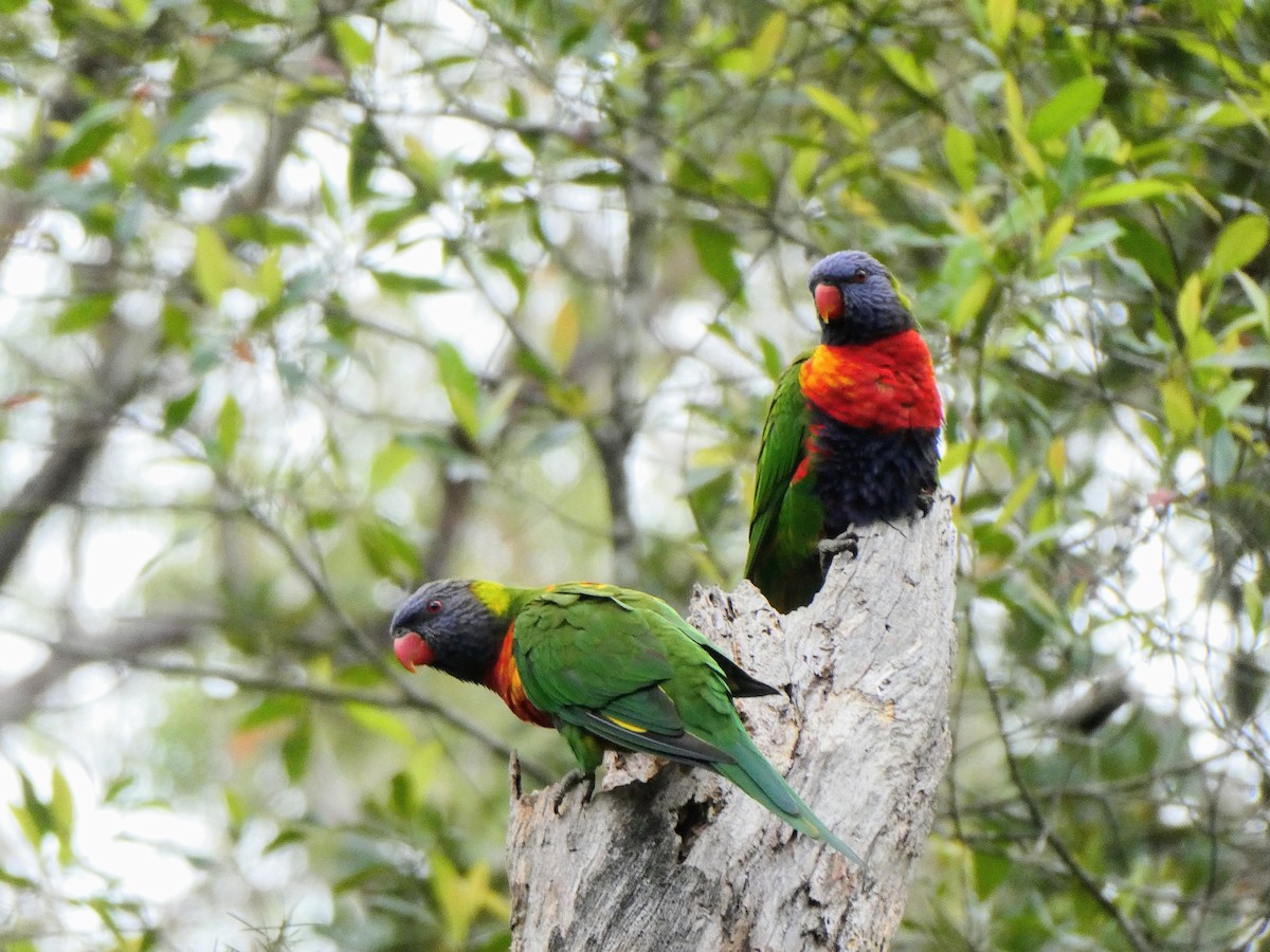 Rainbow Lorikeet - ML372952561