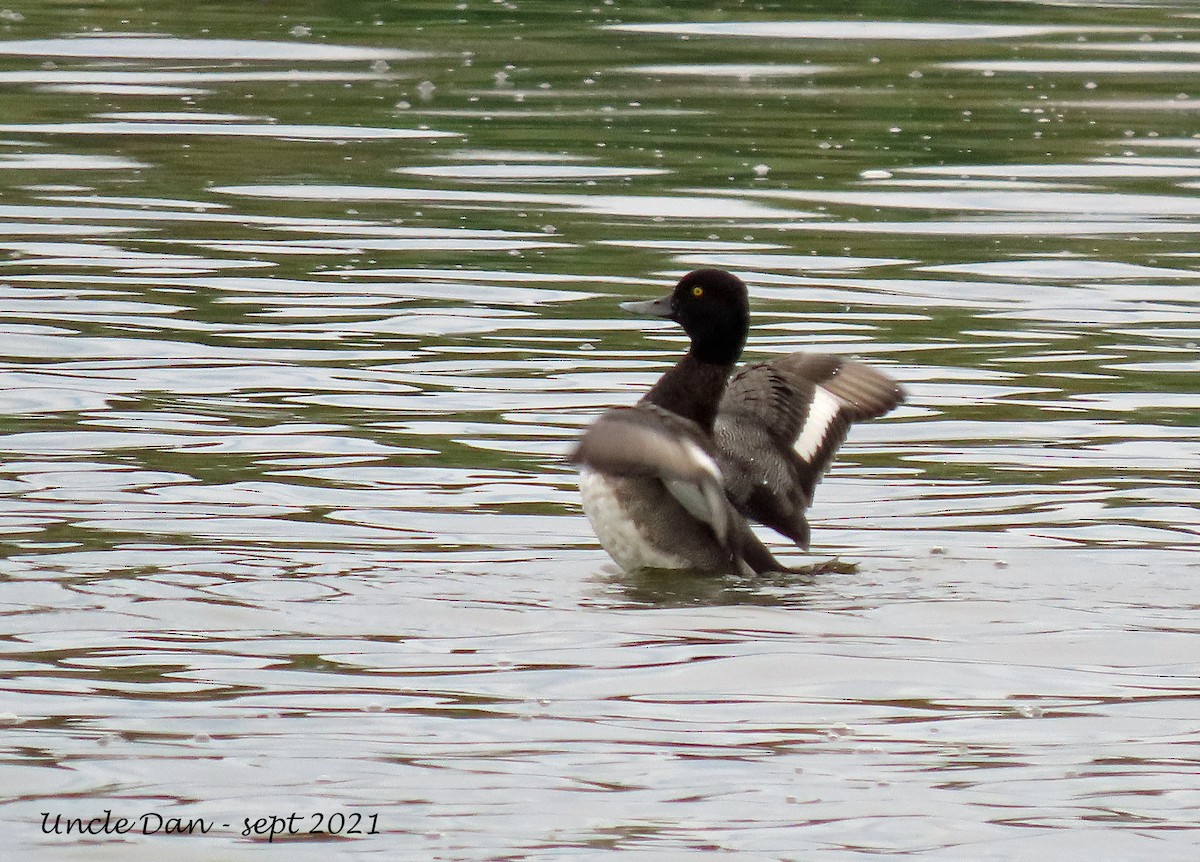 Lesser Scaup - ML372953291